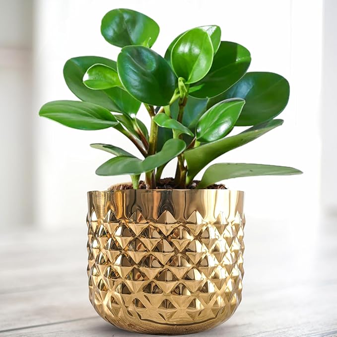 Behoma Golden, pineapple plant in a pot-textured metal planter with a modern design, ideal for indoor plants.